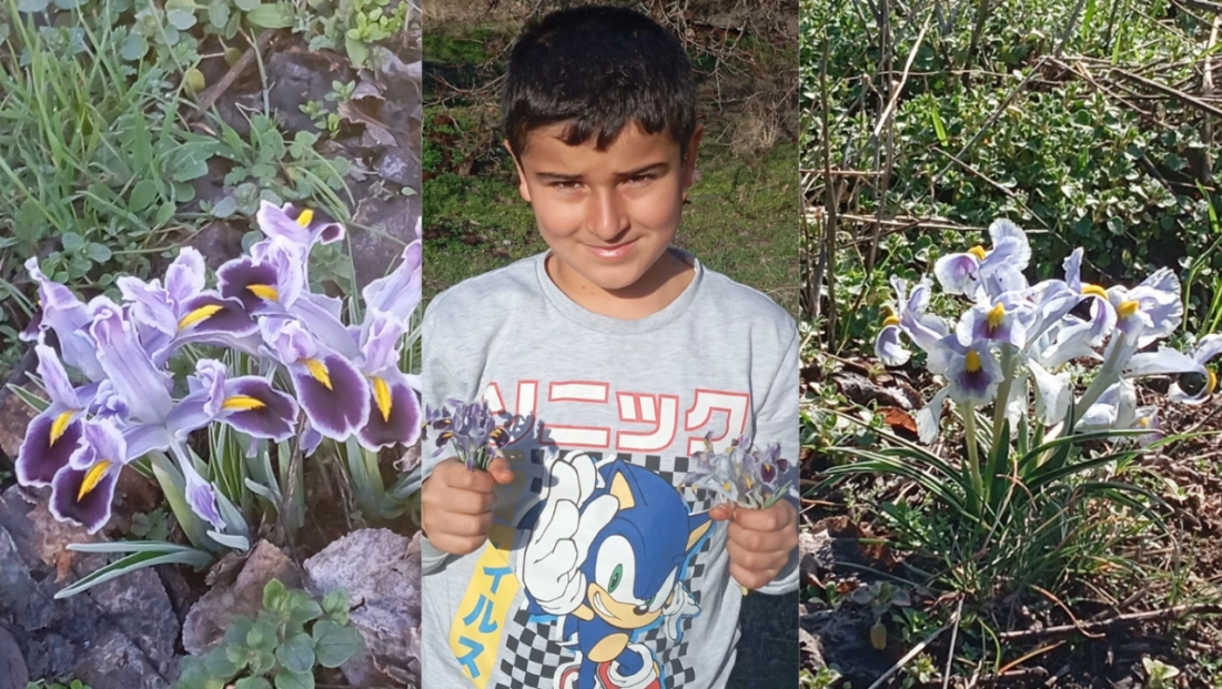 Malatya'da nevruz çiçekleri açtı