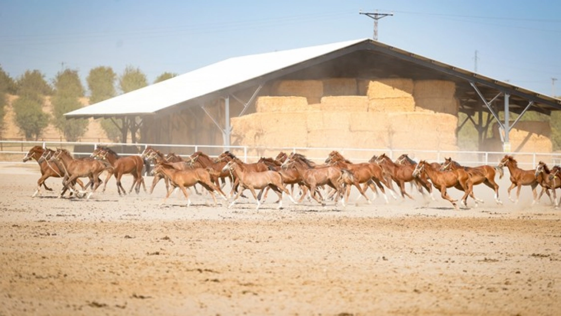 110 safkan Arap tayı dünyaya geldi