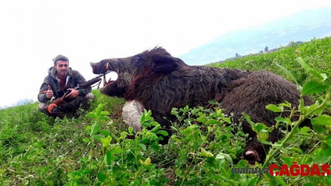 Aydın'da 350 kilogramlık domuz avlandı