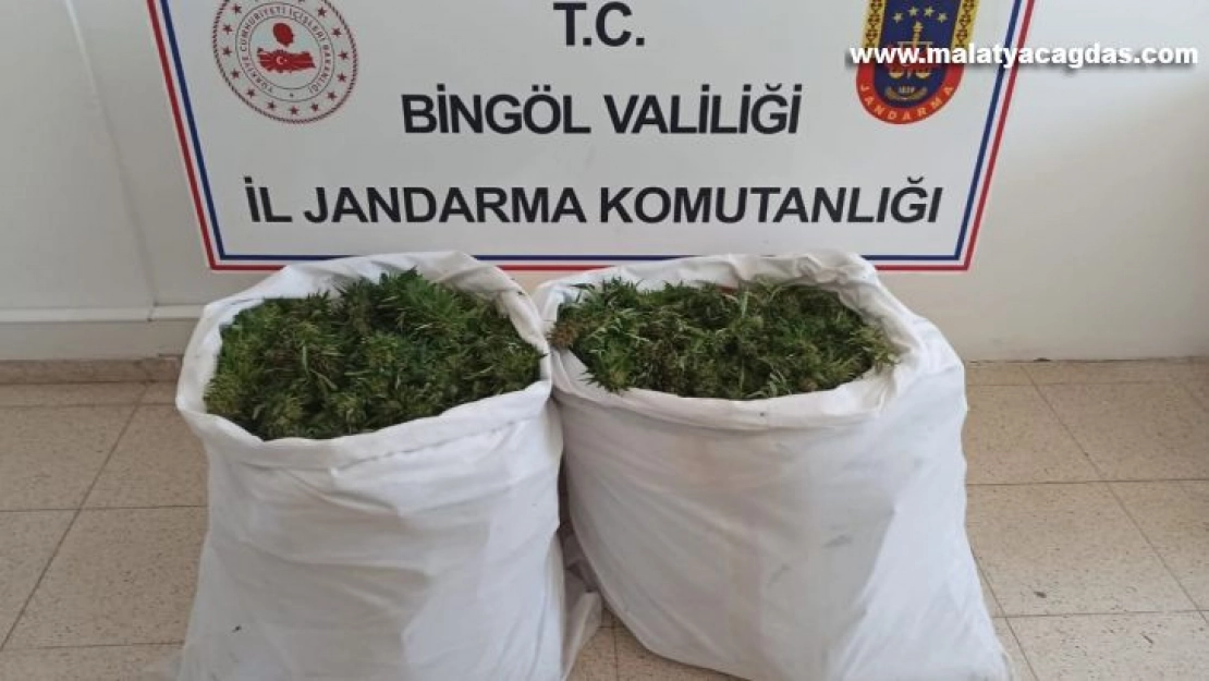 Bingöl'de bin 473 kök kenevir ile 23 kilo skunk ele geçirildi