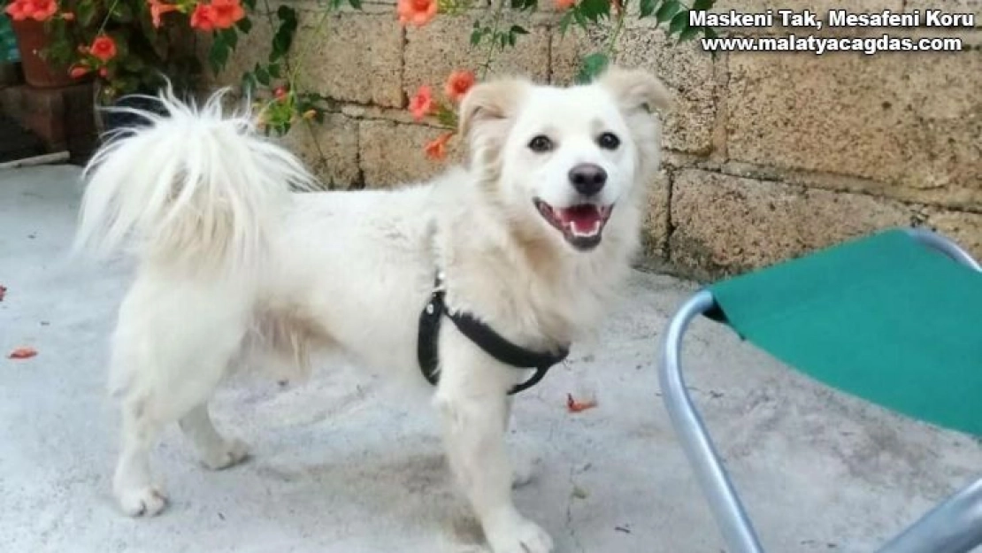 Çalınan köpeklerini arıyorlar