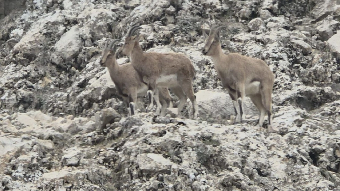 Dağ keçilerinin doğal yaşamı kameralara yansıdı