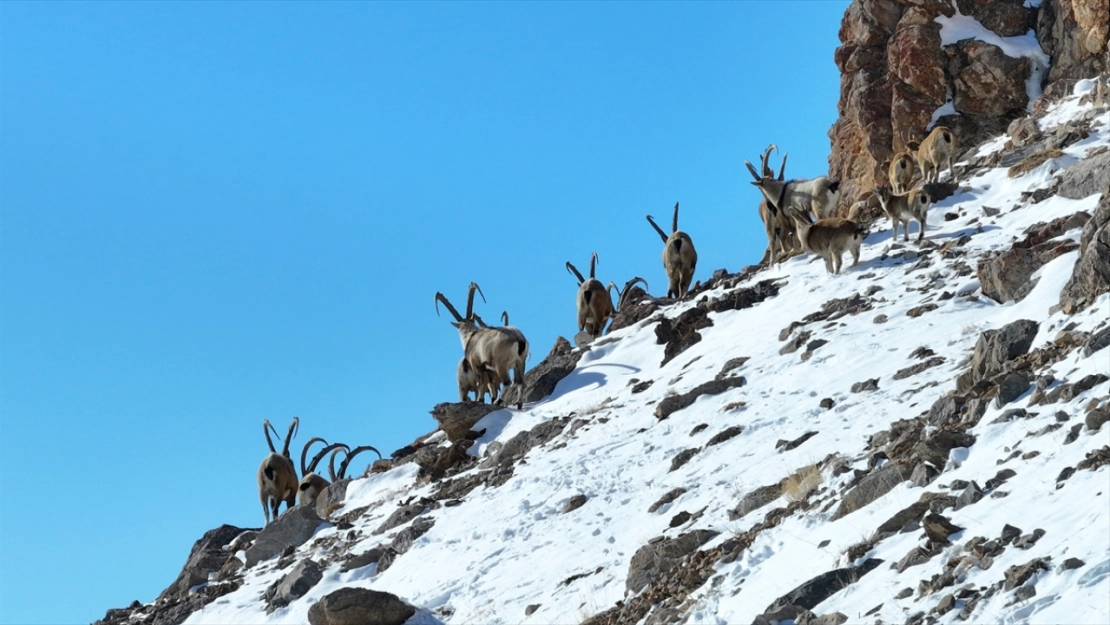 'Doğanın bekçileri' karlı dağlarda yaban hayatını korumaya çalışıyor