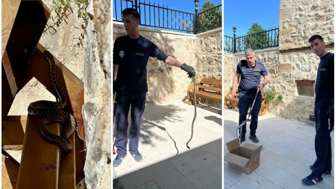 Elazığ'da tarihi caminin avlusuna giren yılan itfaiye ekibince yakalandı