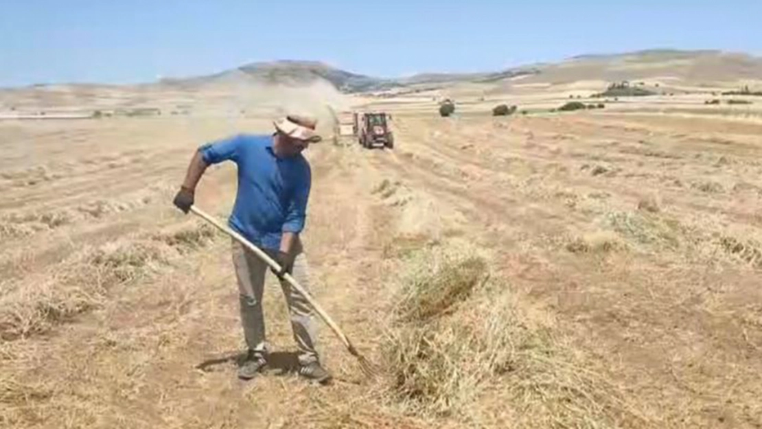 Elazığ Ovası'nda 2025 yılı fiğ hasadı başladı
