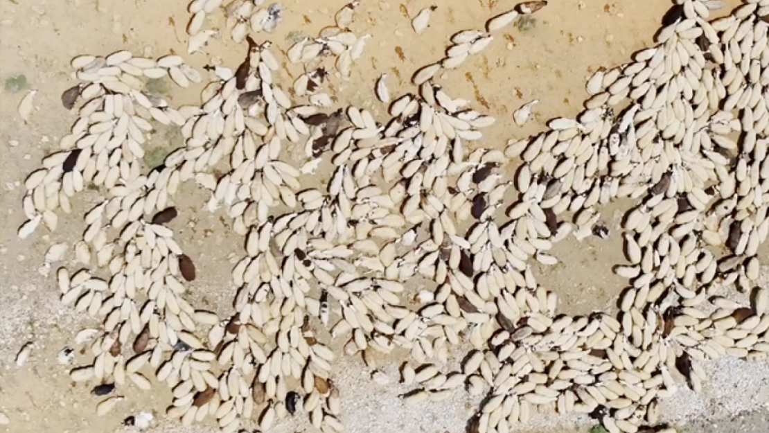 Havanın ısınmasıyla Van'ın yaylalarındaki hareketlilik arttı