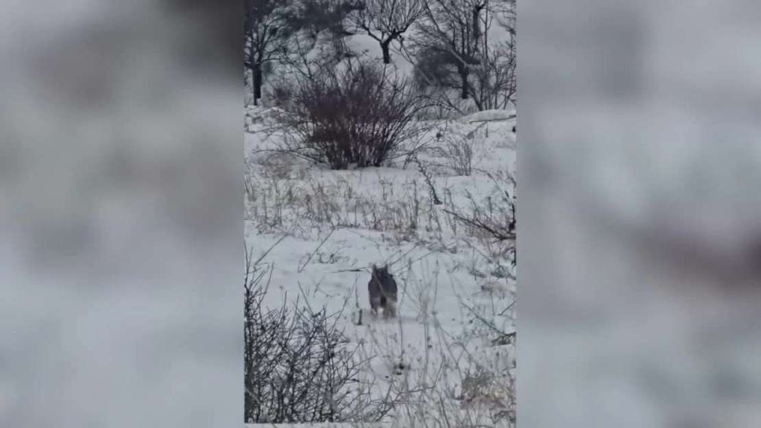 Hekimhan'da Vaşak Cep Telefonuyla Görüntülendi