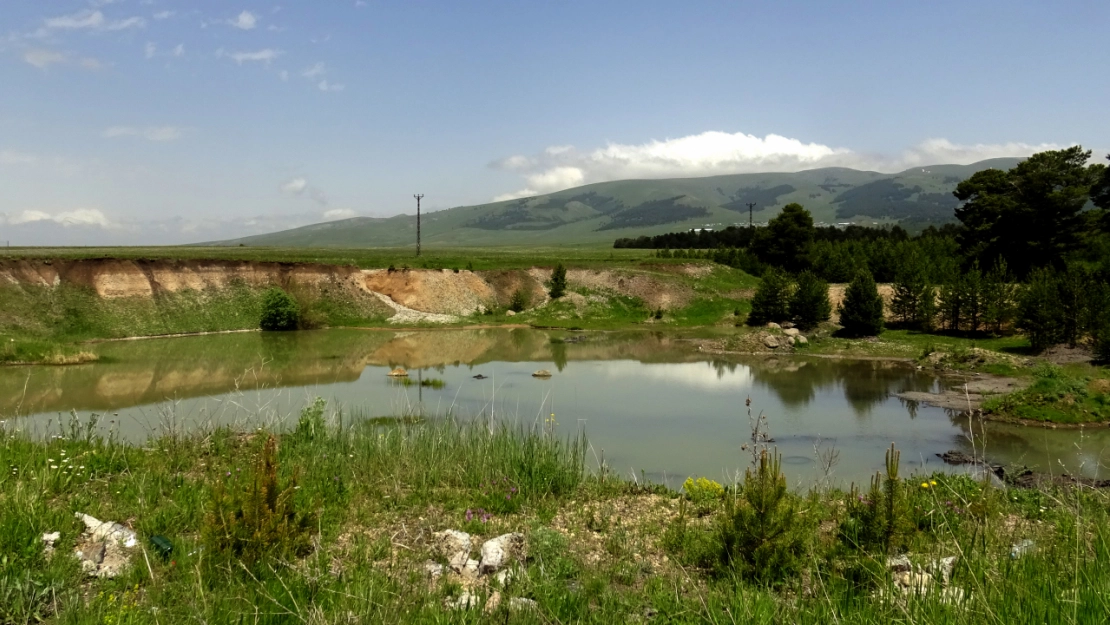 Kars'ta yumurtadan çıkan angutlar doğayla buluştu