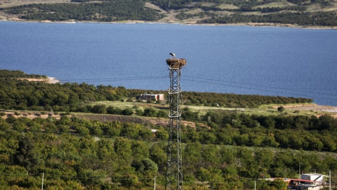 Leylek 'Narin' Karakaya Baraj Gölü'nün simgesi oldu