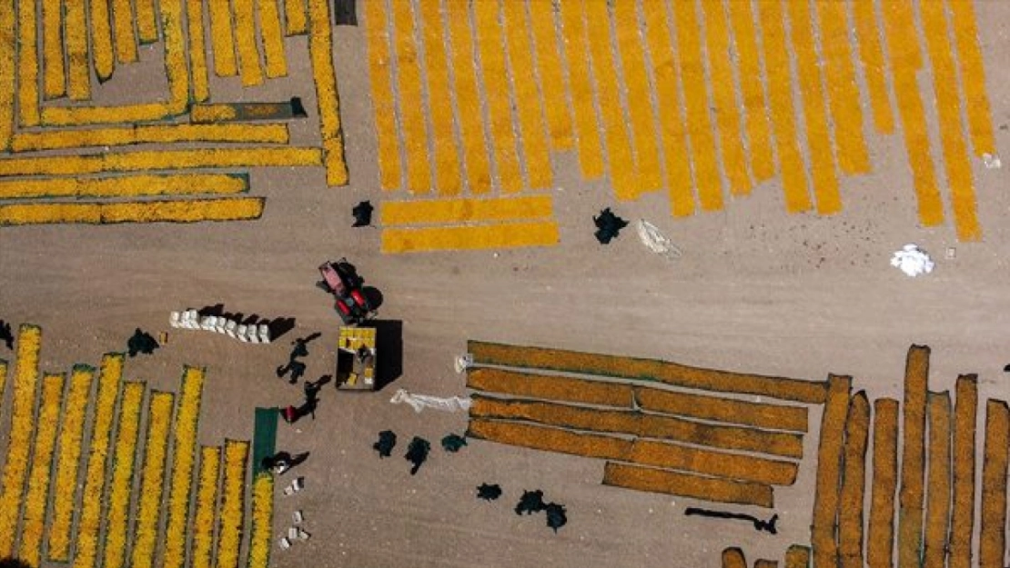 Malatya'da Kayısı Hasad Zamanı