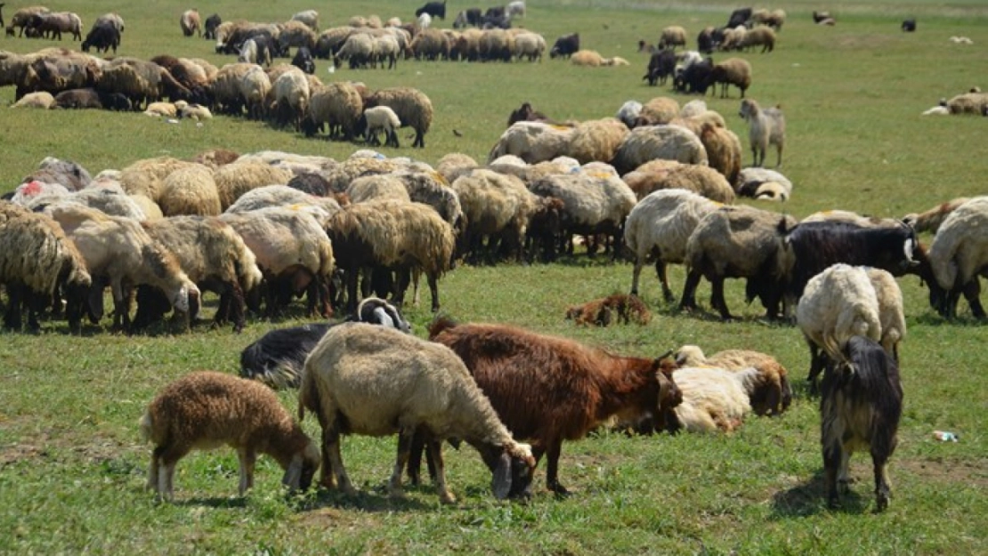 Muş'ta besicilerin yayla mesaisi başladı