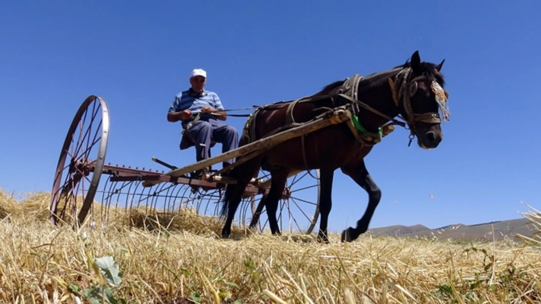 Sarıkamış'ta Çiftçiler Biçerdöver ve At Tırmığıyla Hasatta