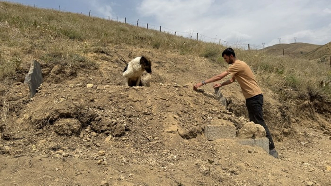 Sonsuz Vefa: Köpeğin 10 Gündür Süren Mezar Nöbeti