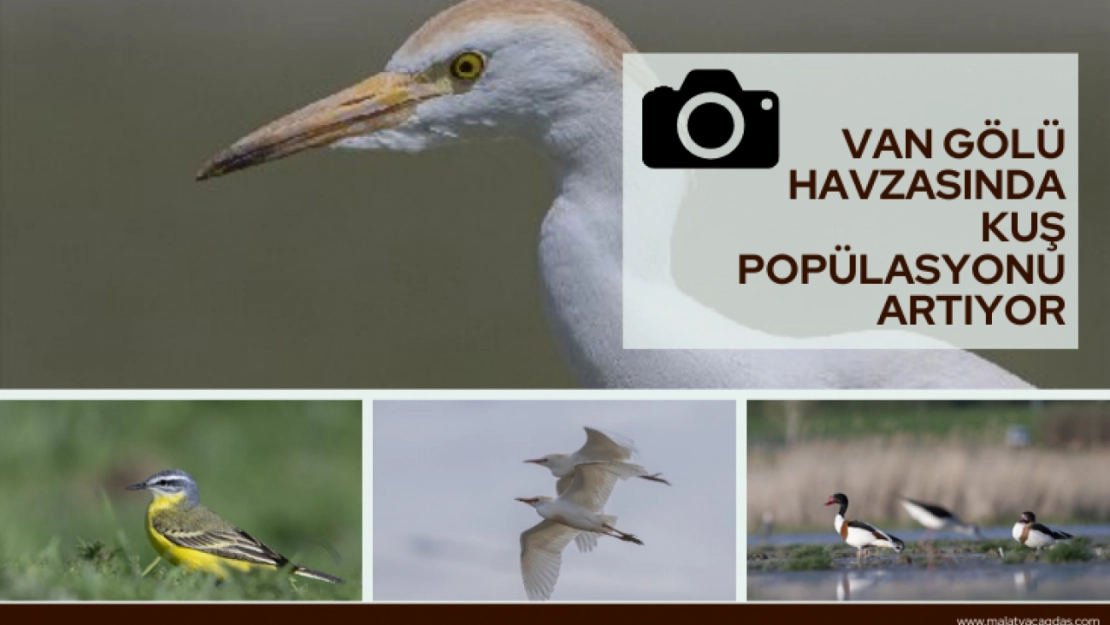 Van Gölü havzasında kuş popülasyonu artıyor