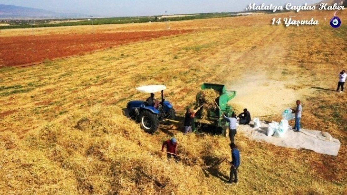 Tarımsal üretim ve AR-GE sahasında kuru fasulye hasadı