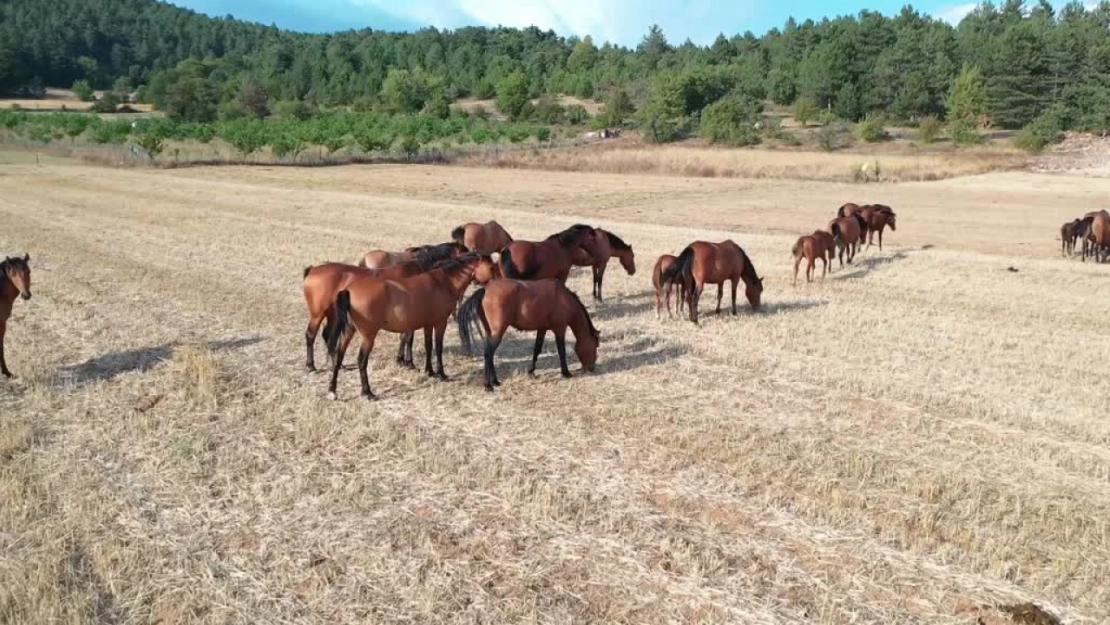 Yılkı atları taylarıyla tarlalarda otlarken objektiflere yansıdı