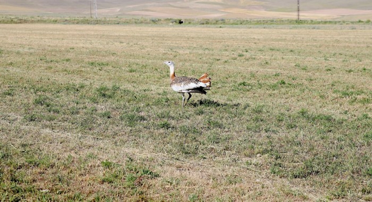 Tedavisi tamamlanan toy kuşu doğaya salındı