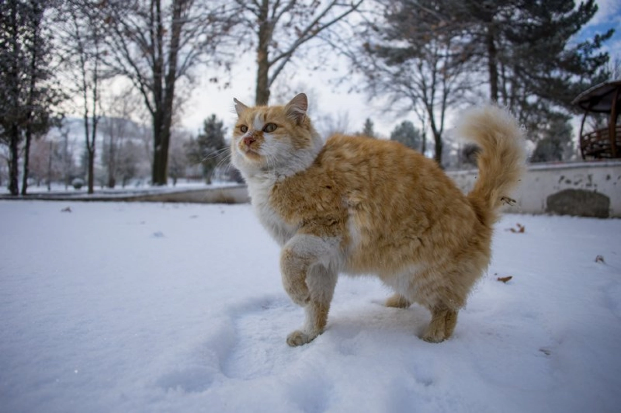 Turgut Özal Tabiat Parkı kar yağışıyla beyaza büründü