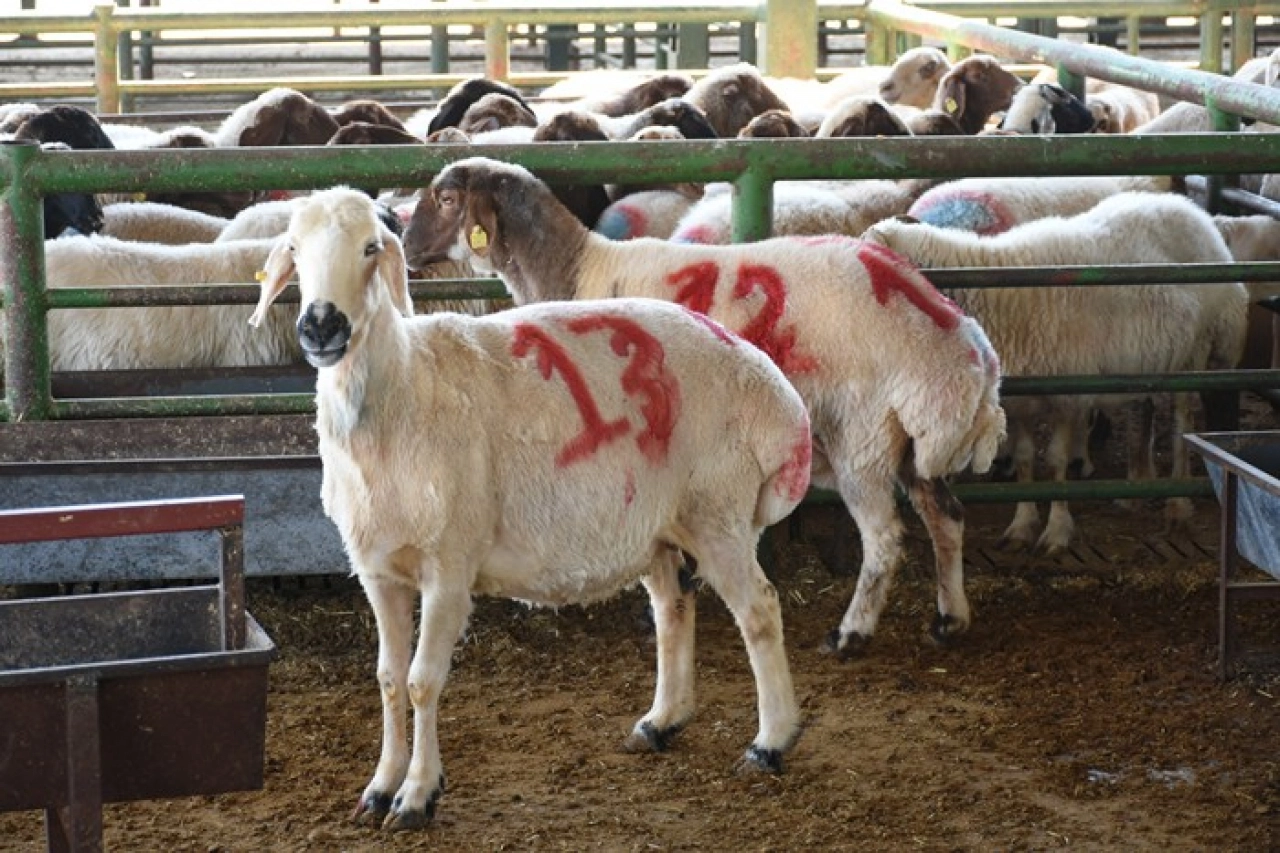 Canlı Hayvan Pazarı'nda yetiştiricilere sahte para uyarısı