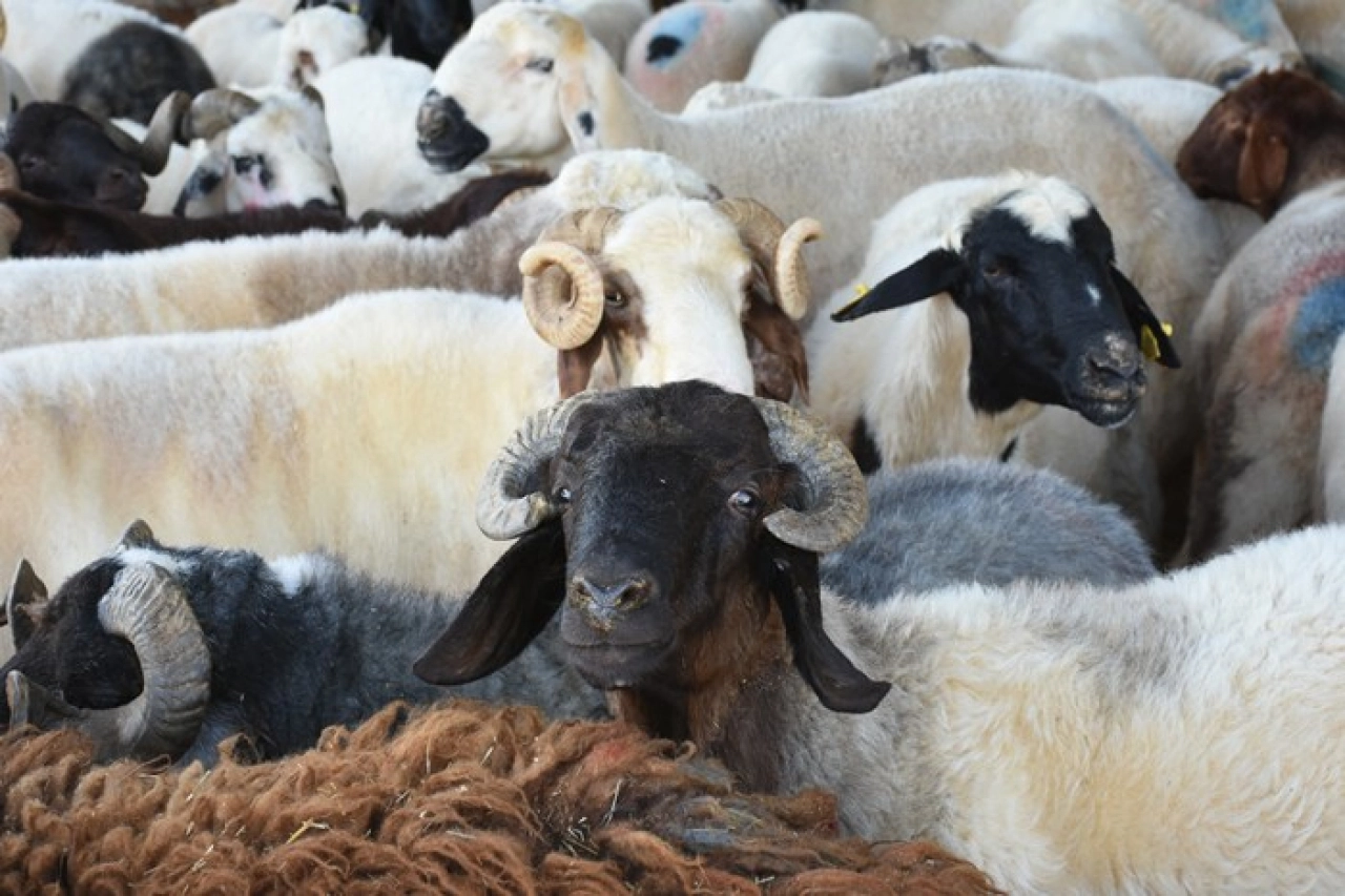 Canlı Hayvan Pazarı'nda yetiştiricilere sahte para uyarısı