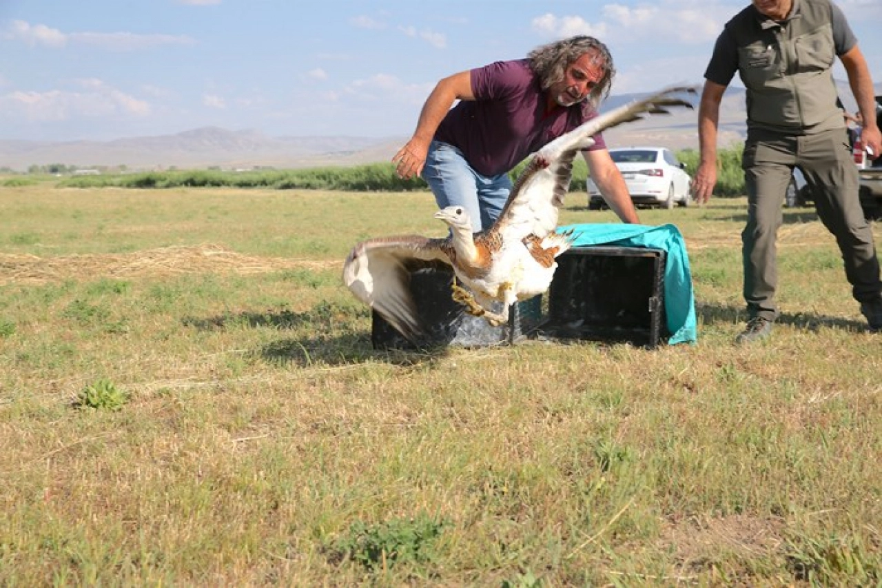 Tedavisi tamamlanan toy kuşu doğaya salındı