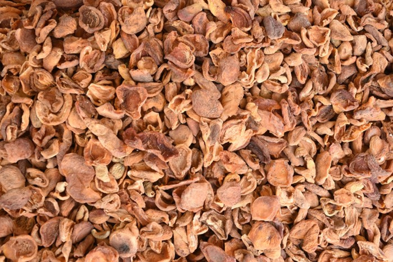 Kuru Kayısı İhracatında Düşüş: İlk 6 Ayda 151 Milyon Dolar Gelir