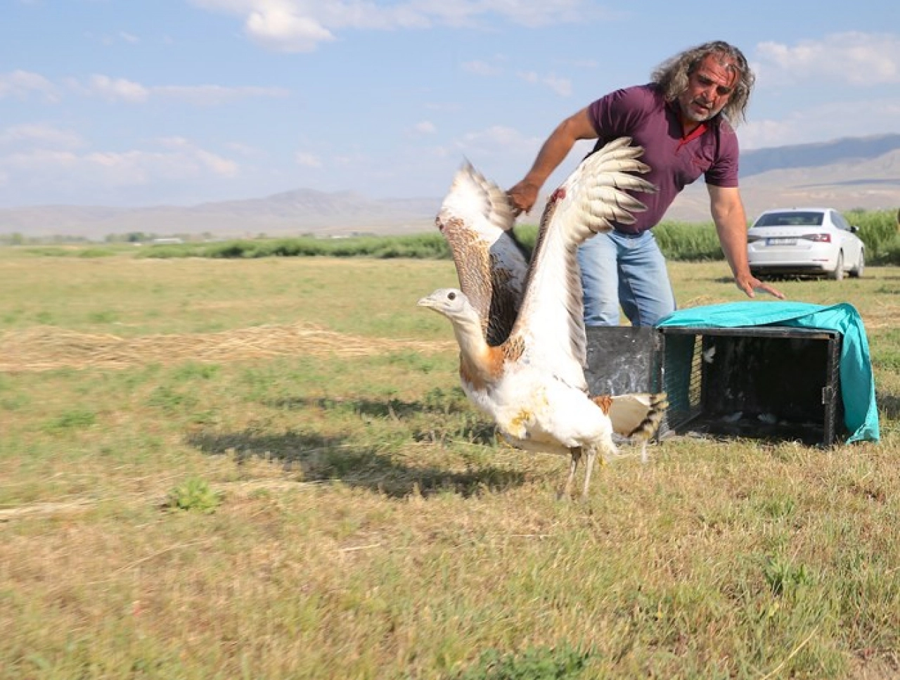 Tedavisi tamamlanan toy kuşu doğaya salındı