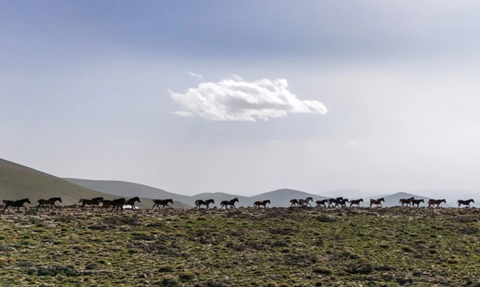 Yılkı atları Yama Dağı'nda özgürce koşuyor