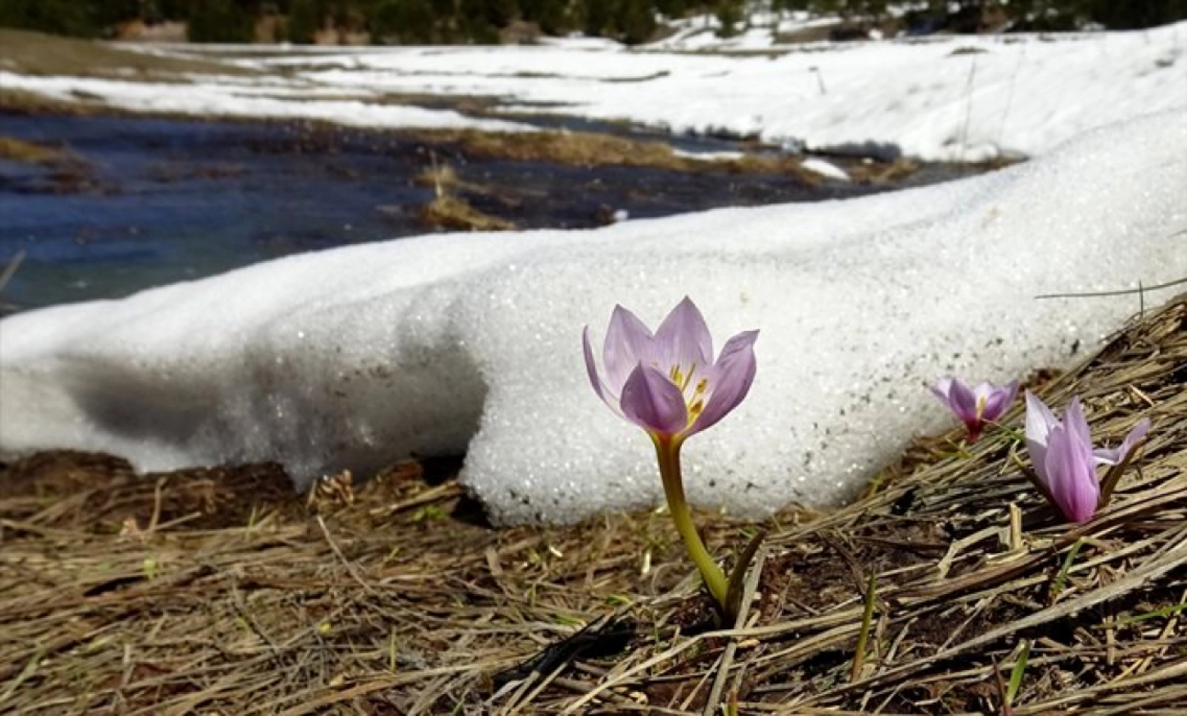 Havaların ısınmasıyla Sarıkamış'ta baharın güzellikleri ortaya çıktı