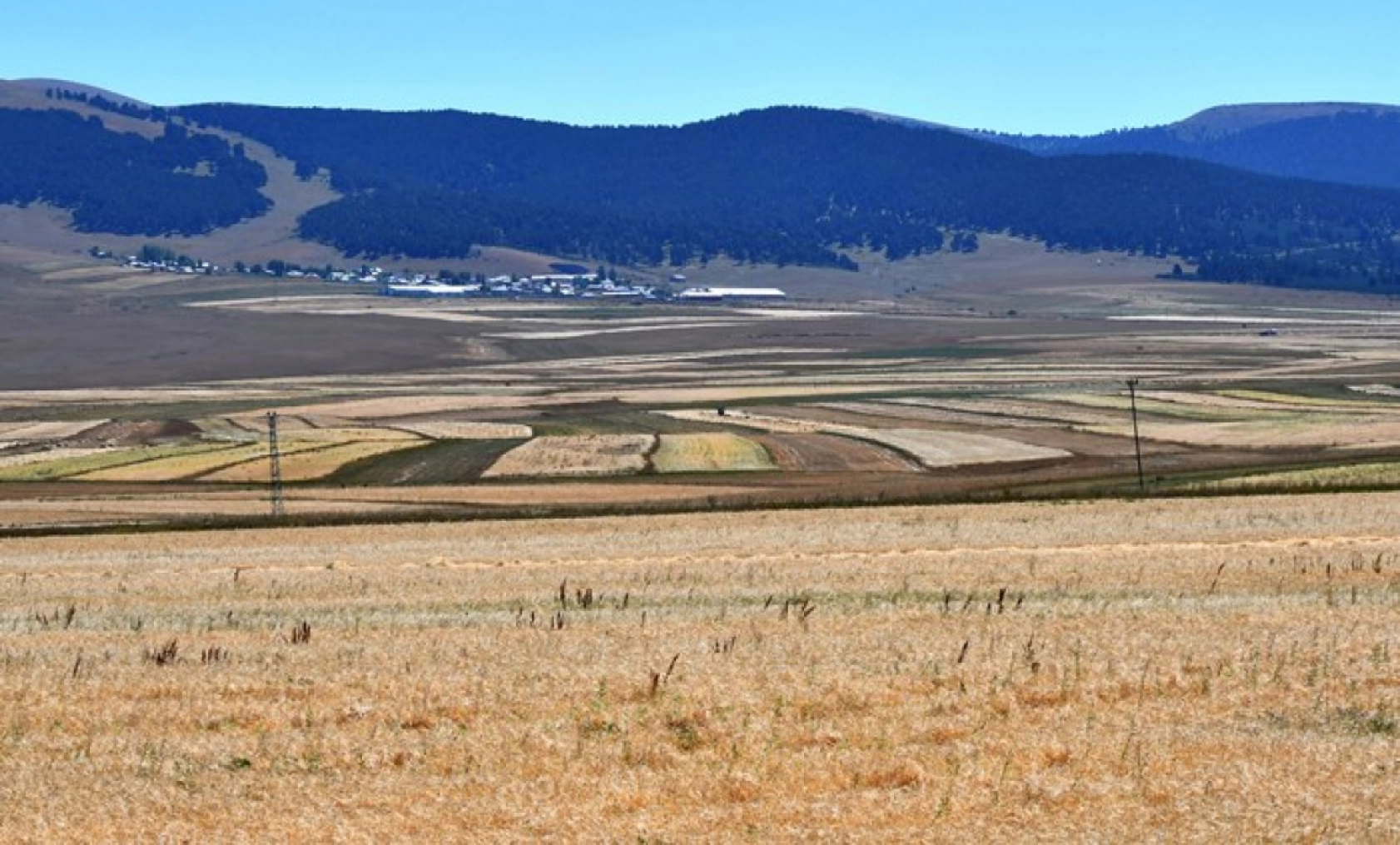 Sarıkamış'ta Çiftçiler Biçerdöver ve At Tırmığıyla Hasatta