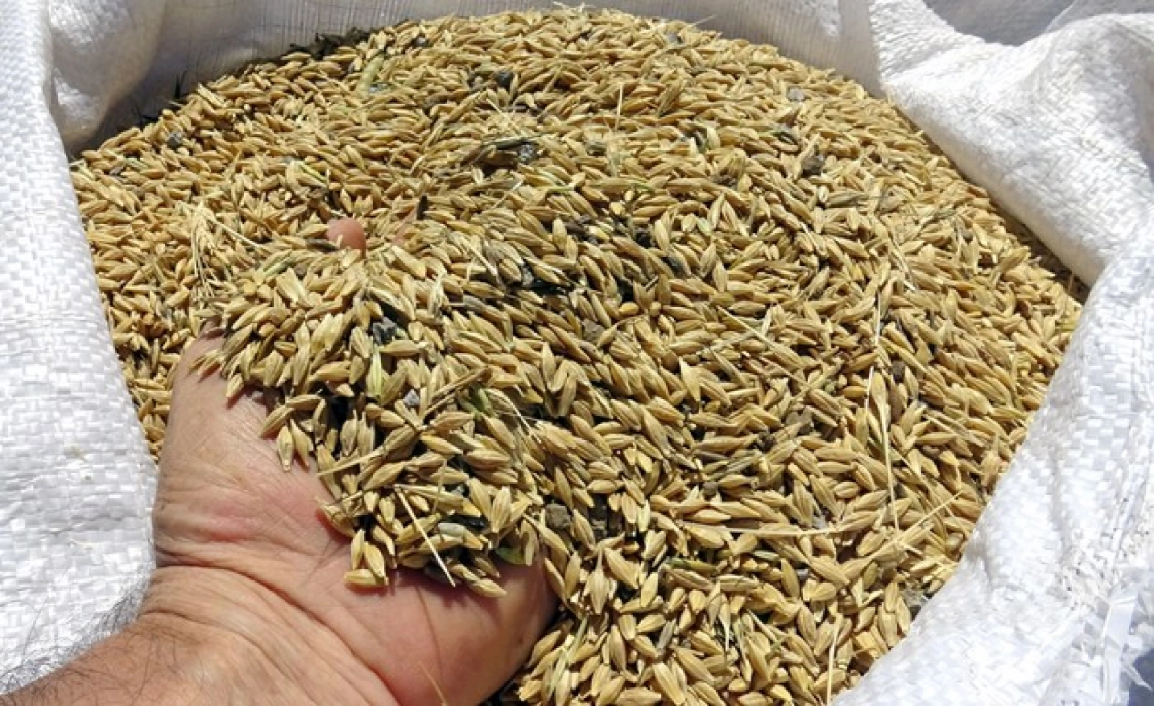 Sarıkamış'ta Çiftçiler Biçerdöver ve At Tırmığıyla Hasatta