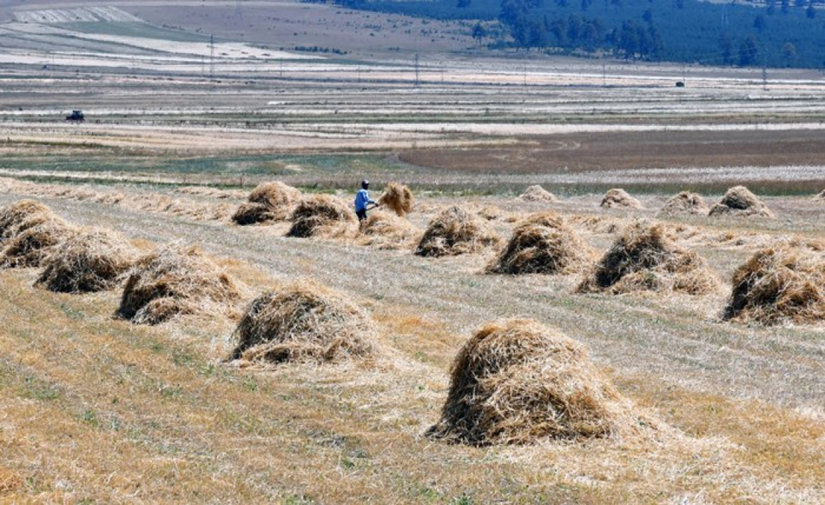 Sarıkamış'ta Çiftçiler Biçerdöver ve At Tırmığıyla Hasatta