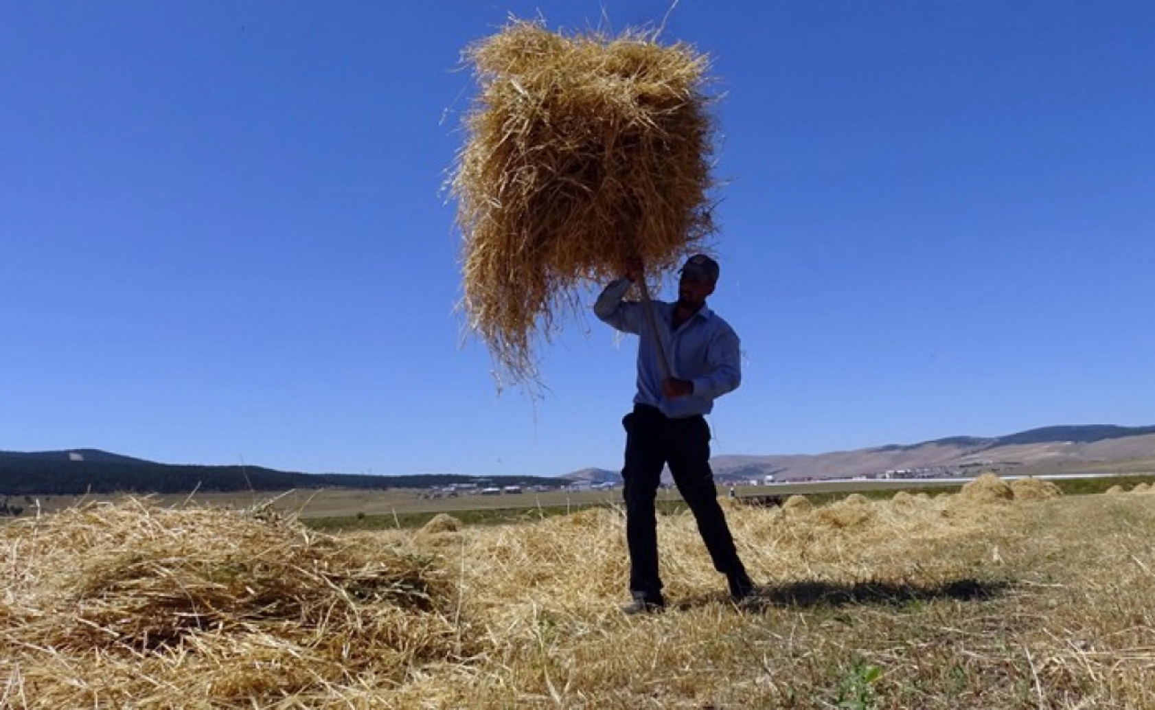 Sarıkamış'ta Çiftçiler Biçerdöver ve At Tırmığıyla Hasatta