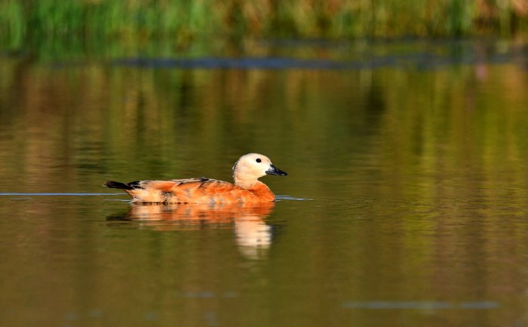 Sarıkamış'ın sulak alanları yaban kuşlarına ev sahipliği yapıyor