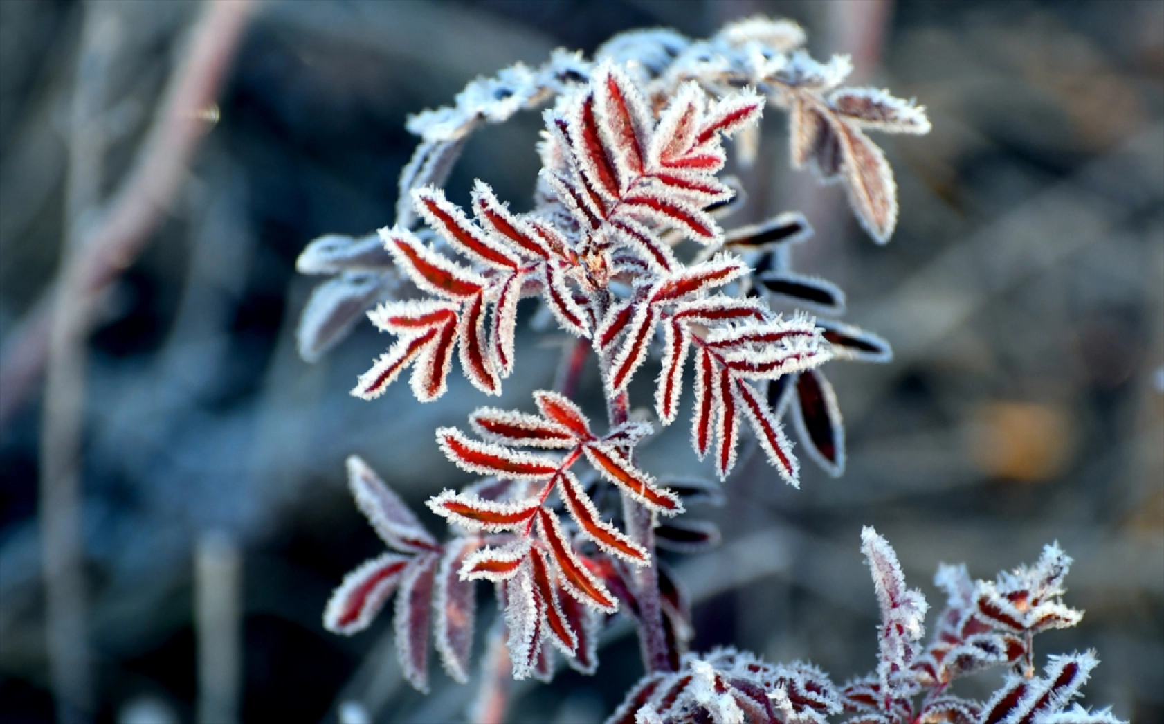 Ardahan ve Kars'ta soğuk hava kırağı, buzlanma ve sis oluşturdu