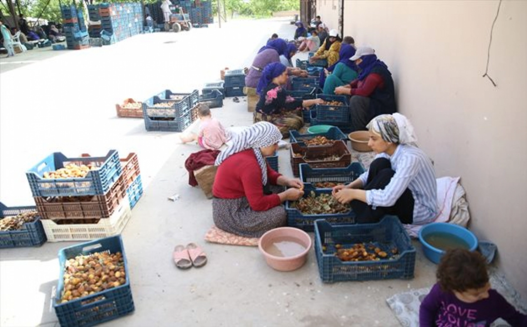 Mevsimlik tarım işçileri kayısı mesaisinde
