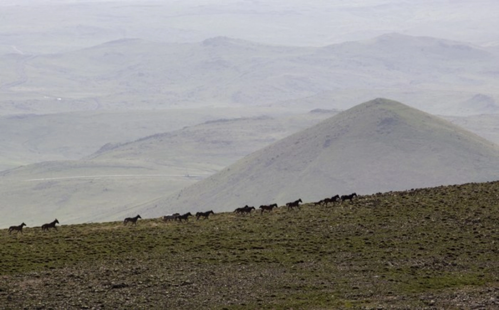 Yılkı atları Yama Dağı'nda özgürce koşuyor