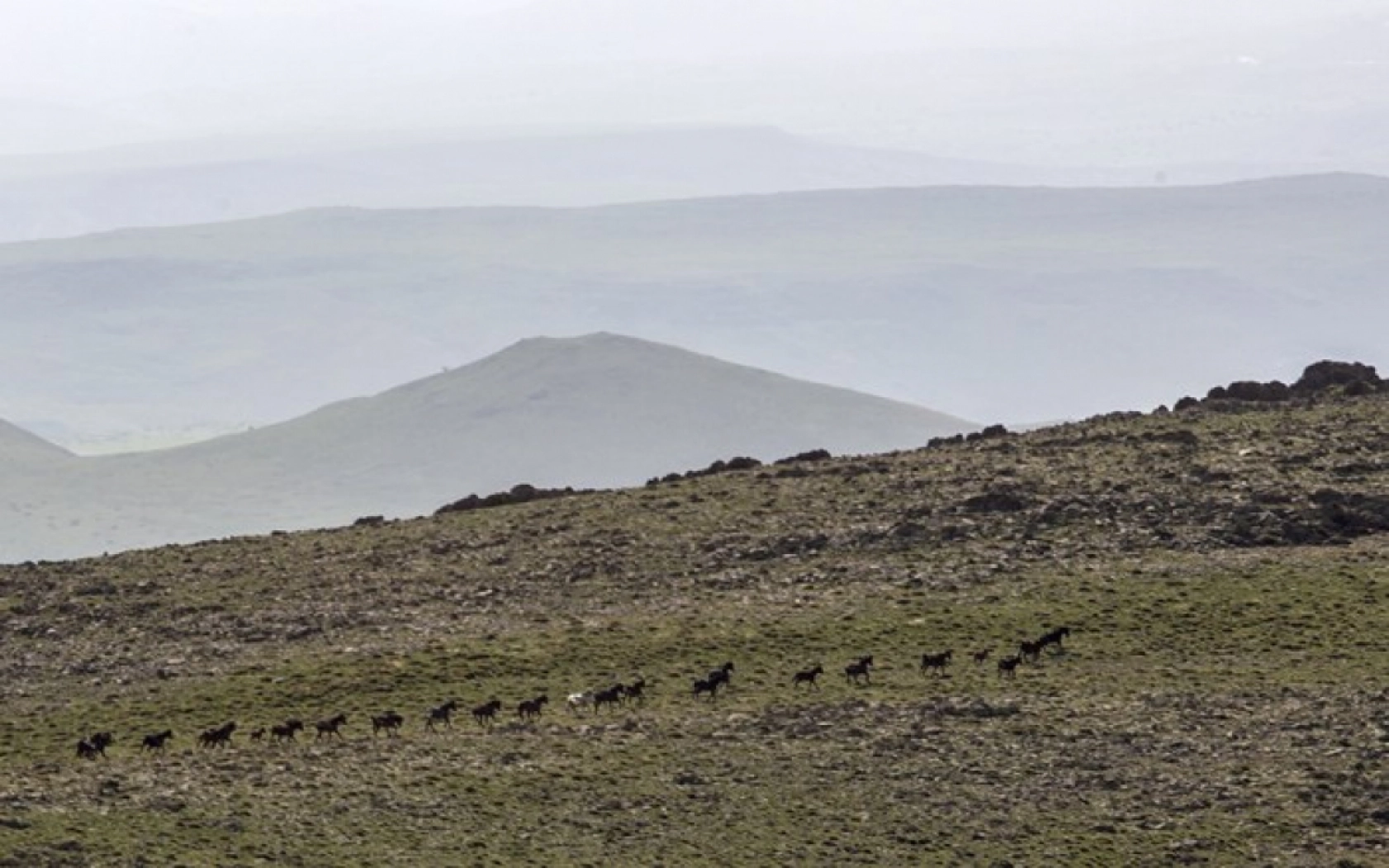 Yılkı atları Yama Dağı'nda özgürce koşuyor