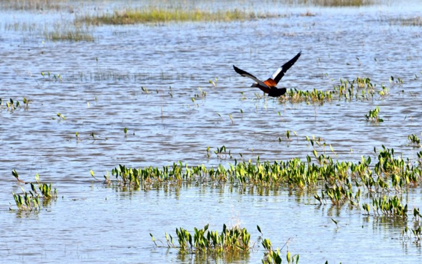Kars'ın yüksek kesimleri rengarenk çiçeklerle kaplandı