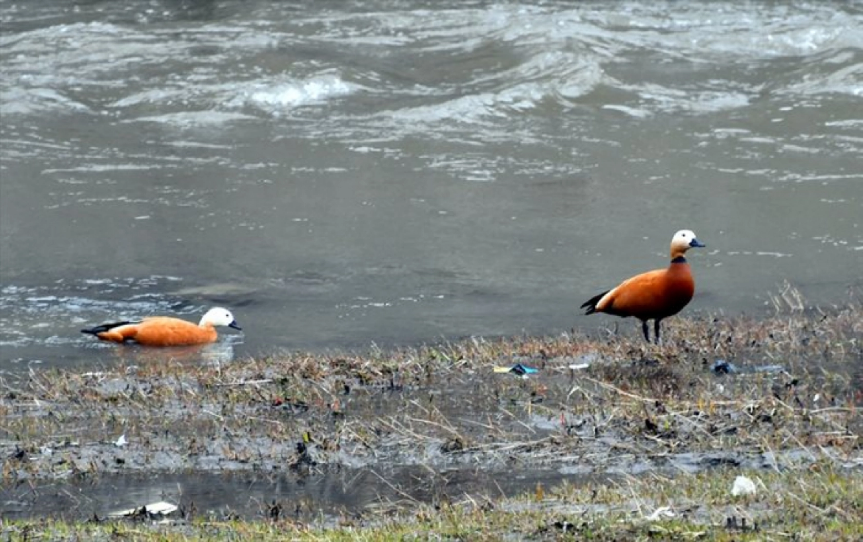 Havaların ısınmasıyla Sarıkamış'ta baharın güzellikleri ortaya çıktı