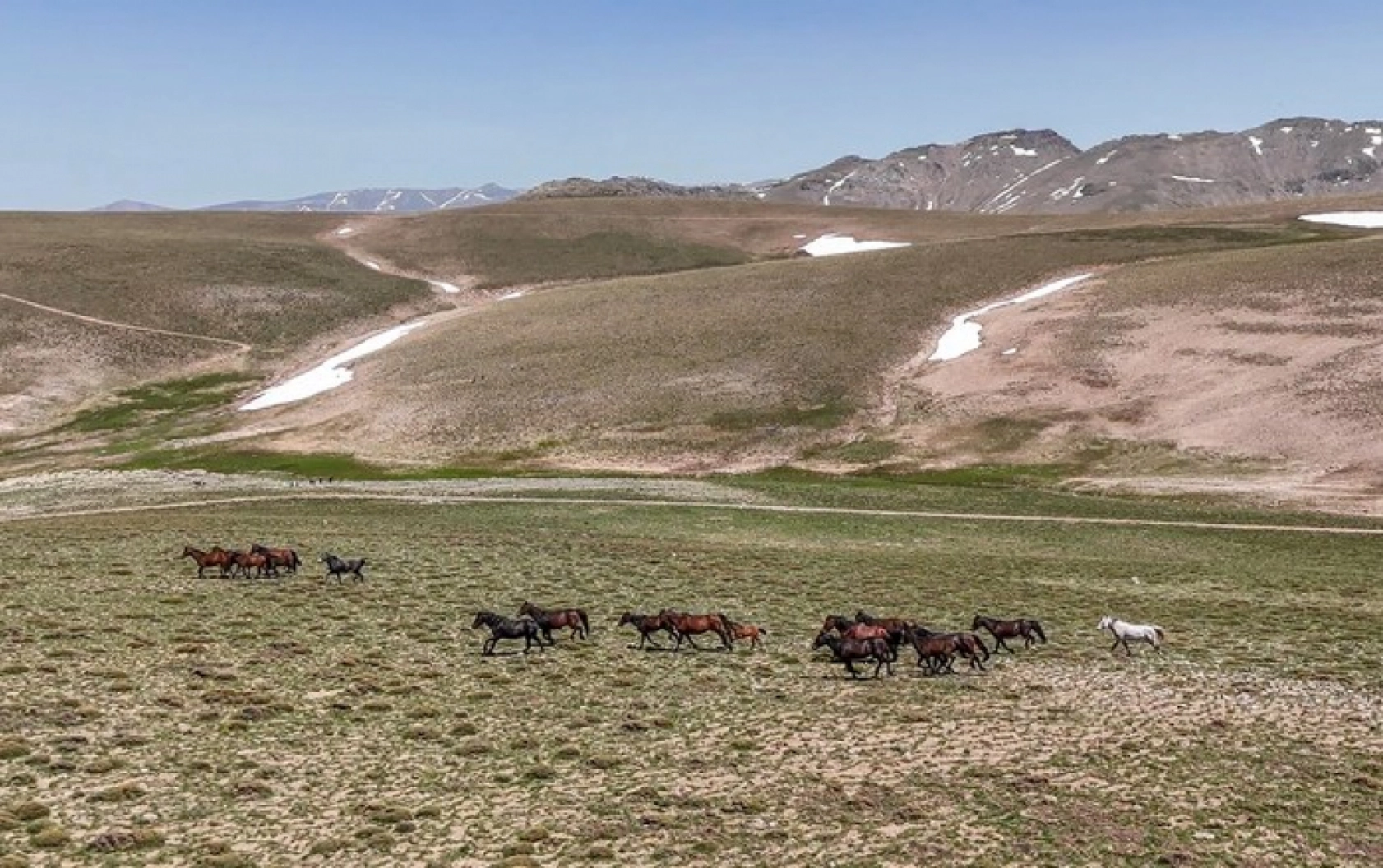 Yılkı atları Yama Dağı'nda özgürce koşuyor