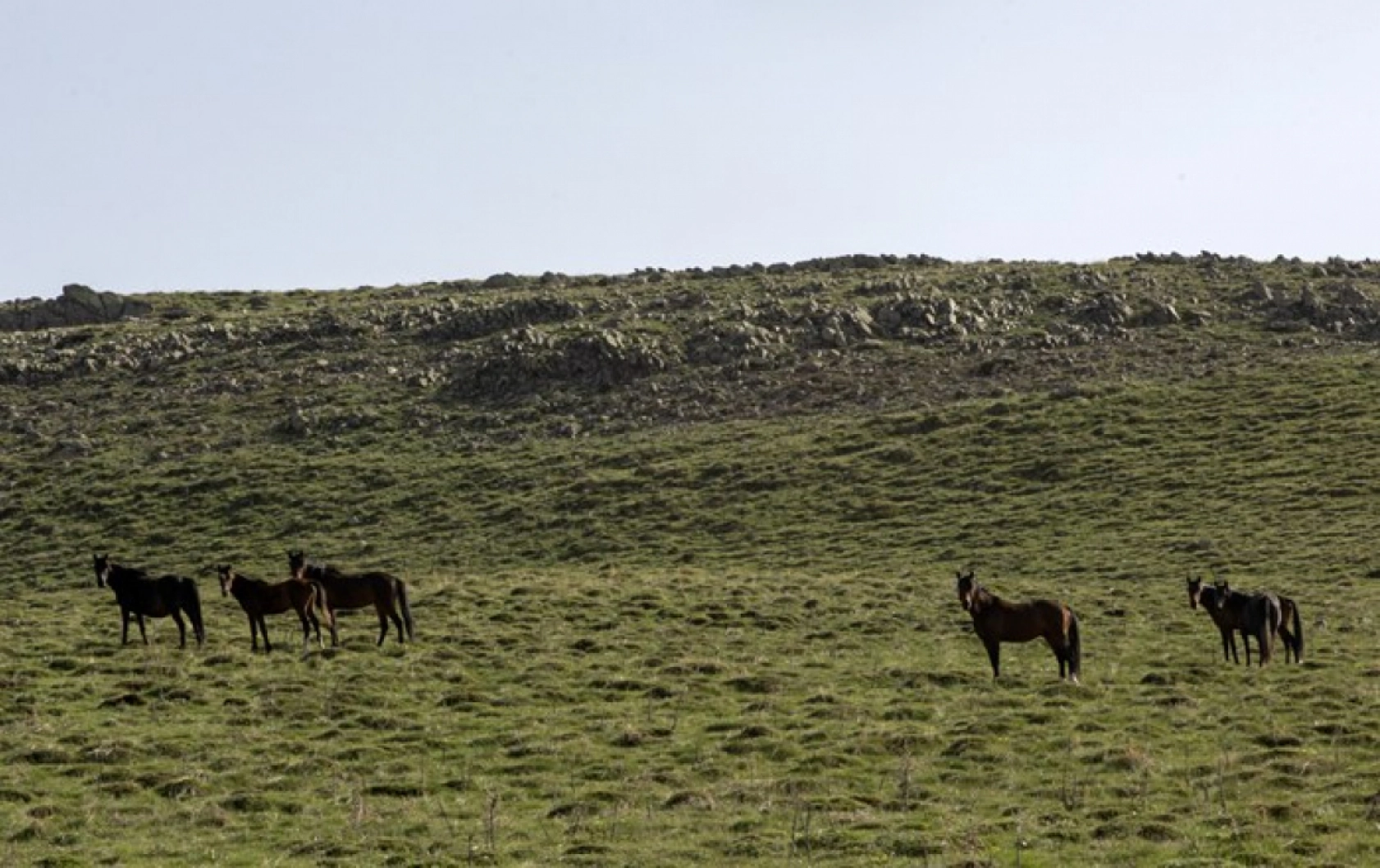 Yılkı atları Yama Dağı'nda özgürce koşuyor