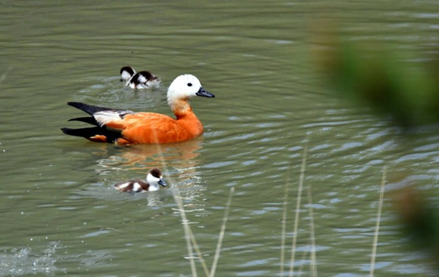 Kars'ta yumurtadan çıkan angutlar doğayla buluştu