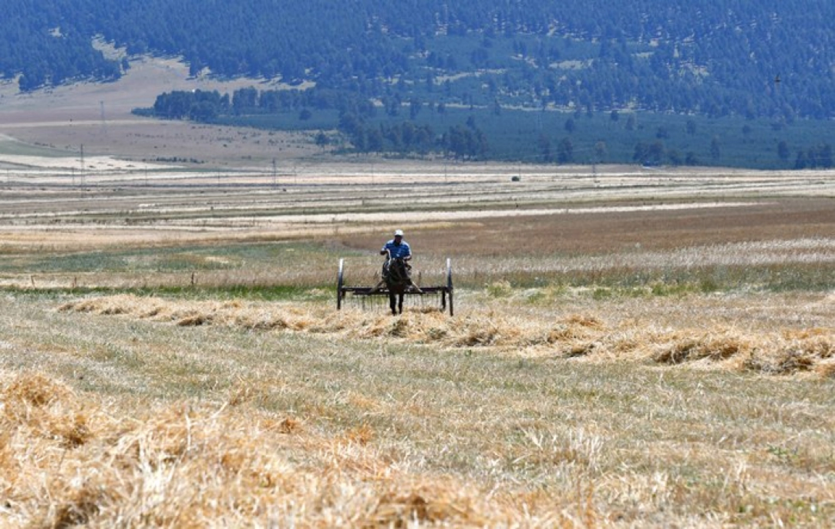 Sarıkamış'ta Çiftçiler Biçerdöver ve At Tırmığıyla Hasatta