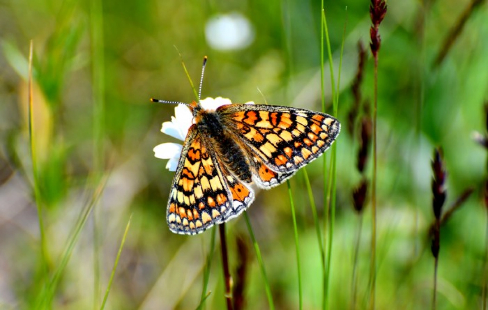 Kars'ın yüksek kesimleri rengarenk çiçeklerle kaplandı