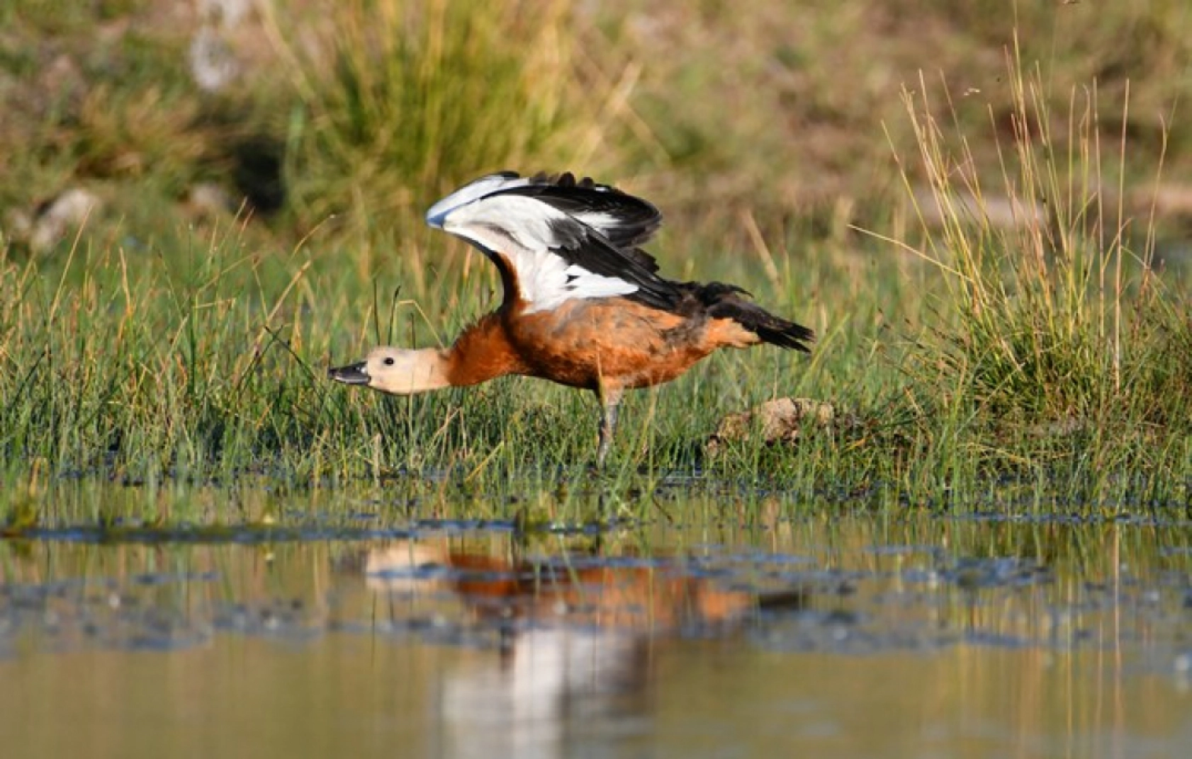 Sarıkamış'ın sulak alanları yaban kuşlarına ev sahipliği yapıyor