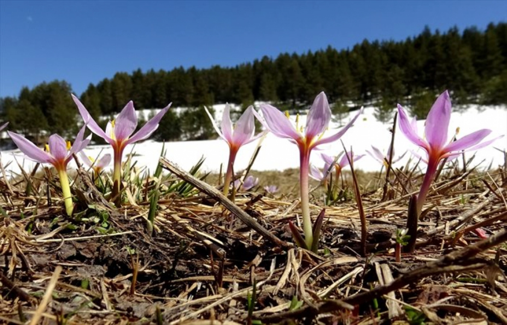 Havaların ısınmasıyla Sarıkamış'ta baharın güzellikleri ortaya çıktı