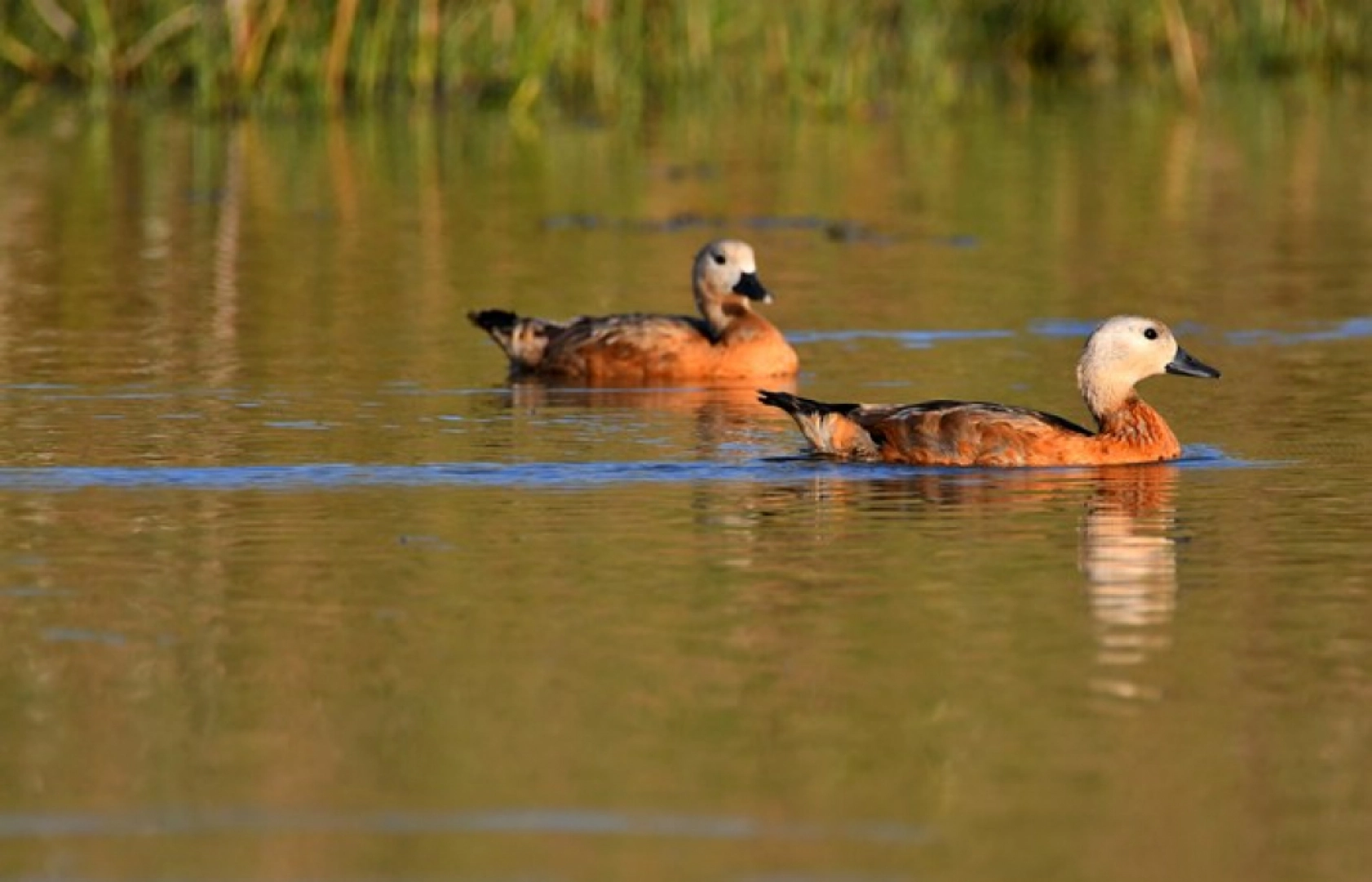 Sarıkamış'ın sulak alanları yaban kuşlarına ev sahipliği yapıyor