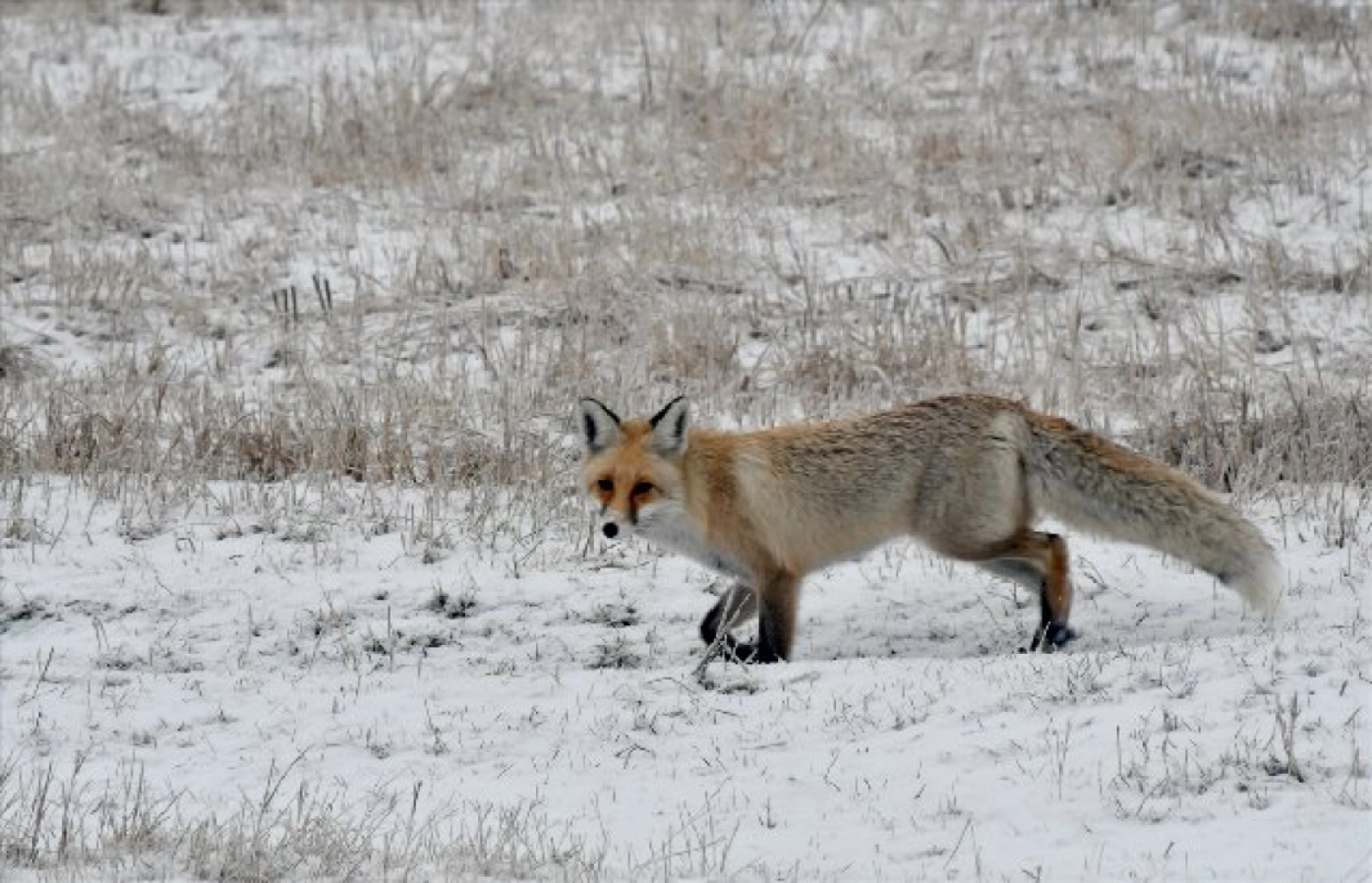 Termometrelerin eksi 22'yi gösterdiği Erzurum gece buz kesti