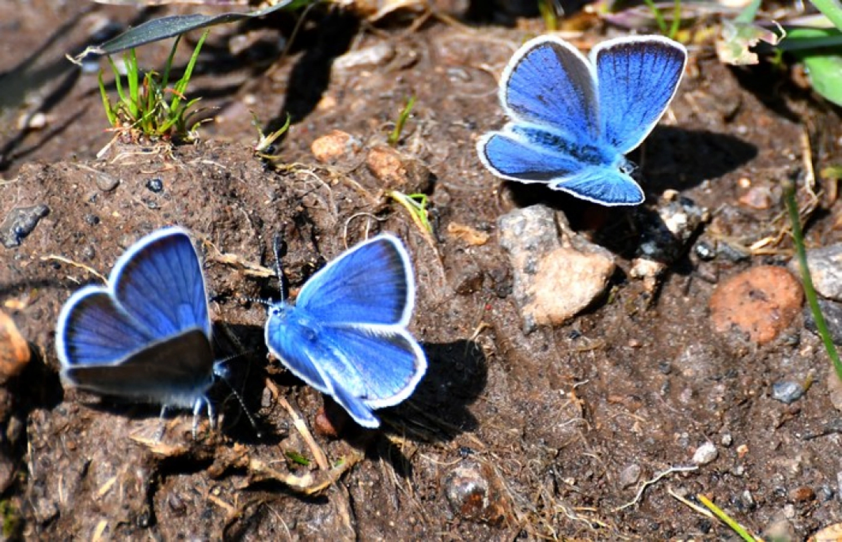Kars'ın yüksek kesimleri rengarenk çiçeklerle kaplandı